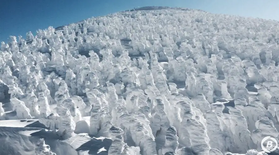 蔵王の樹氷