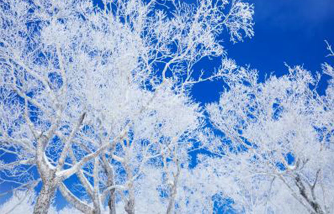 トマムスキー場の樹氷イメージ